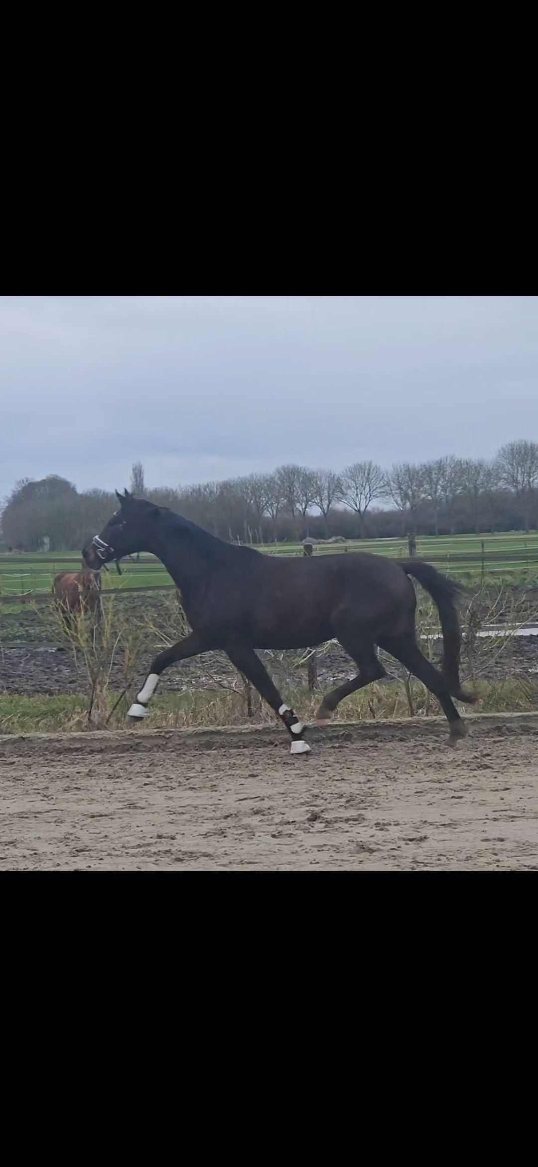KWPN dressuurpaard Merrie 3 jaar Donkerbruin te koop - Foto 3