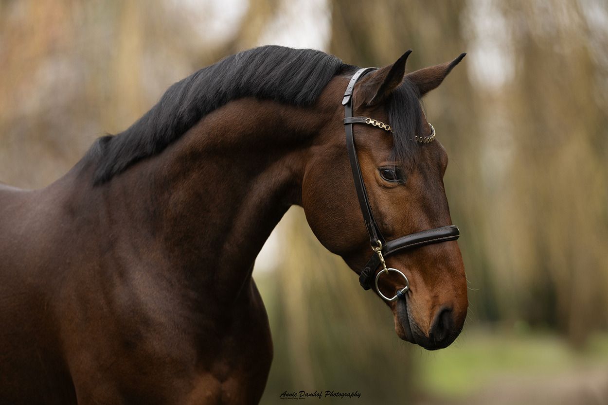 Talented gelding 2020