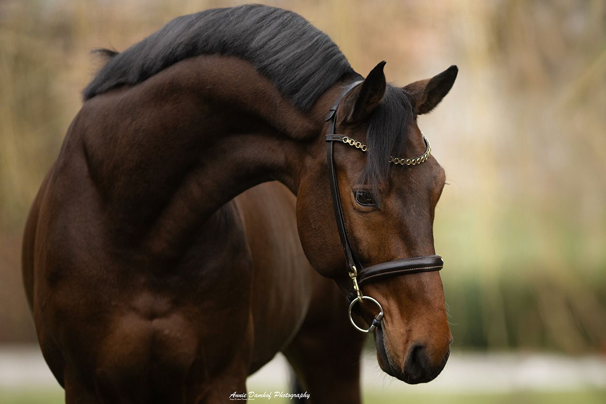 zangersheide springpaard ruin 6 years old bruin for sale - Photo 5