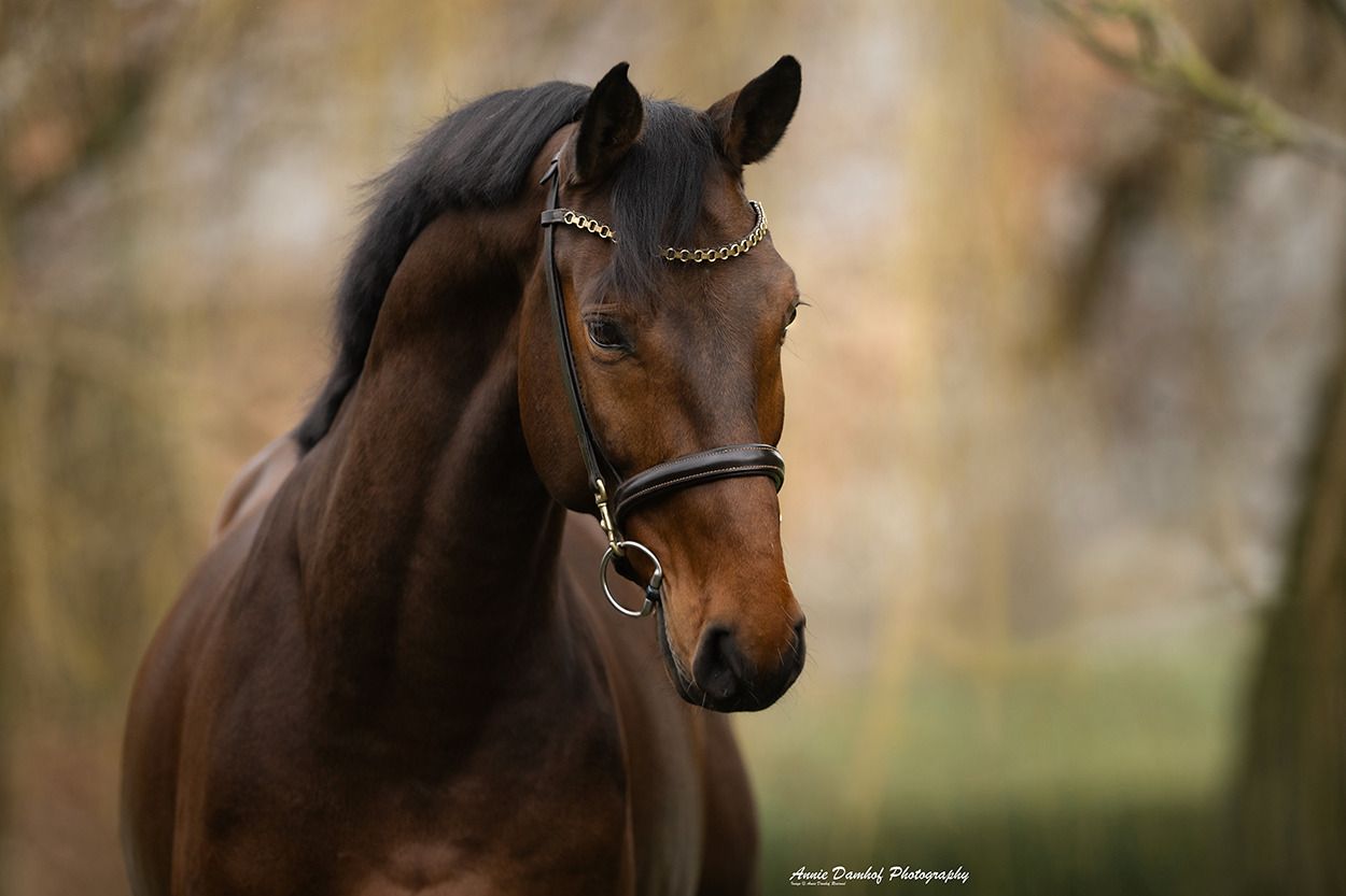 zangersheide springpaard ruin 6 years old bruin for sale - Photo 2