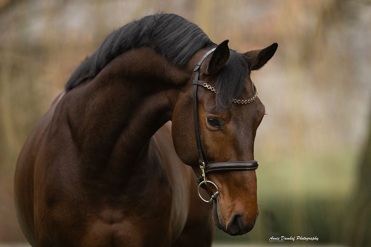 zangersheide springpaard ruin 6 years old bruin for sale - Photo 3