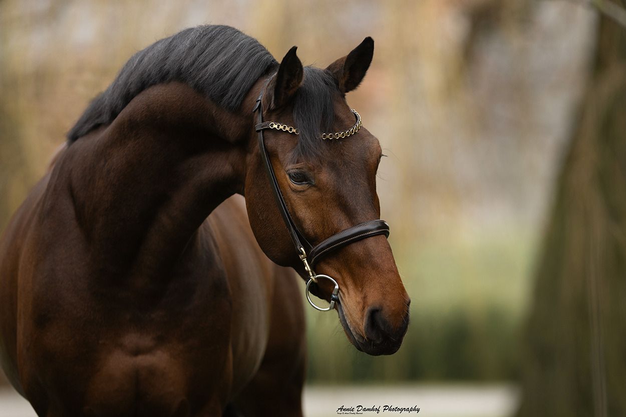 zangersheide springpaard ruin 6 years old bruin for sale - Photo 4