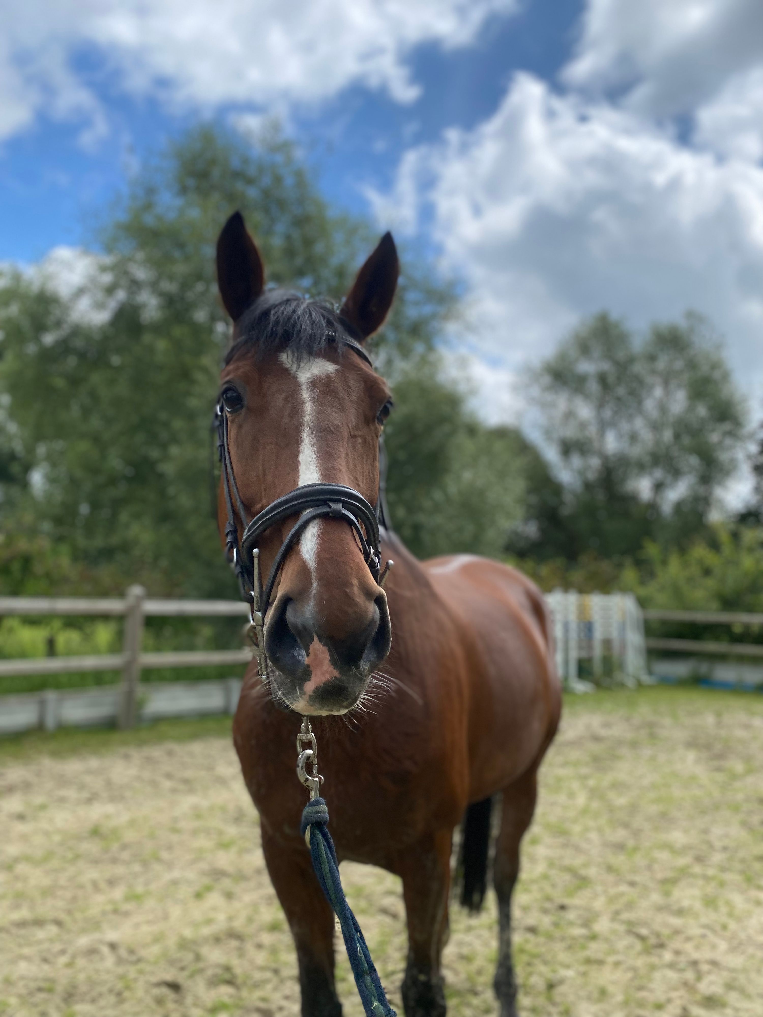 kwpn springpaard merrie 12 Jahre alt bruin zu verkaufen - Foto 4