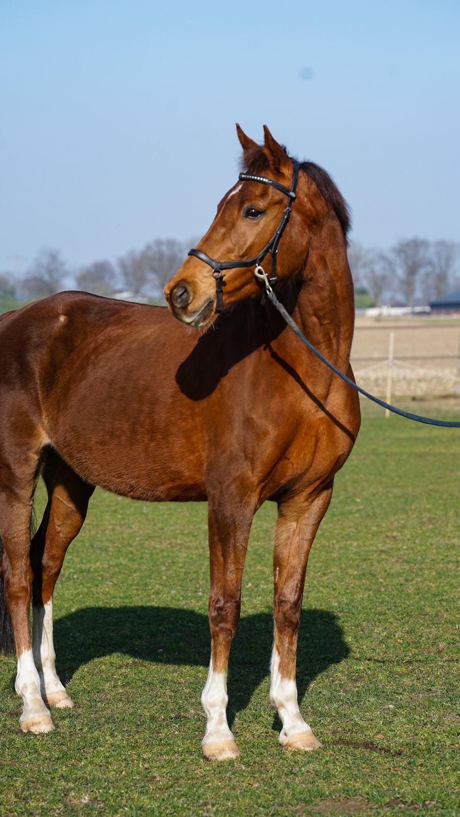 kwpn fokmerrie merrie 14 years old vos for sale - Photo 2