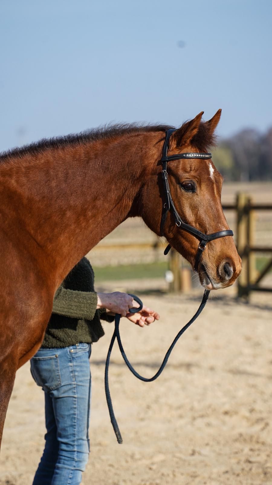 kwpn fokmerrie merrie 14 years old vos for sale - Photo 3