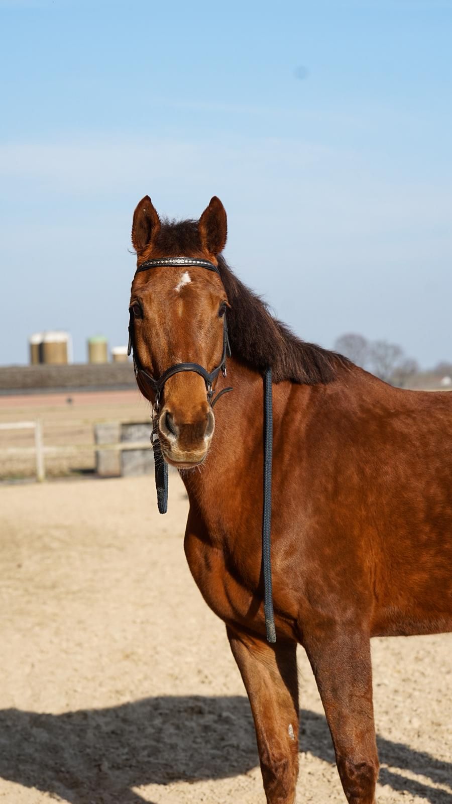 kwpn fokmerrie merrie 14 years old vos for sale - Photo 4