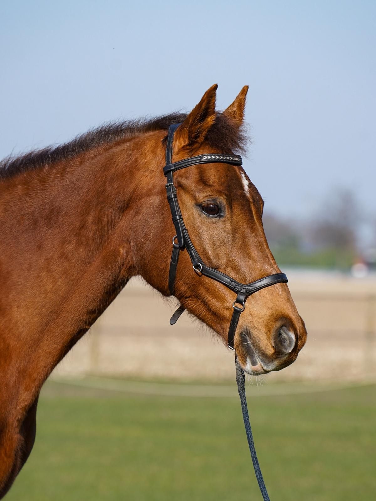 kwpn fokmerrie merrie 14 years old vos for sale - Photo 5