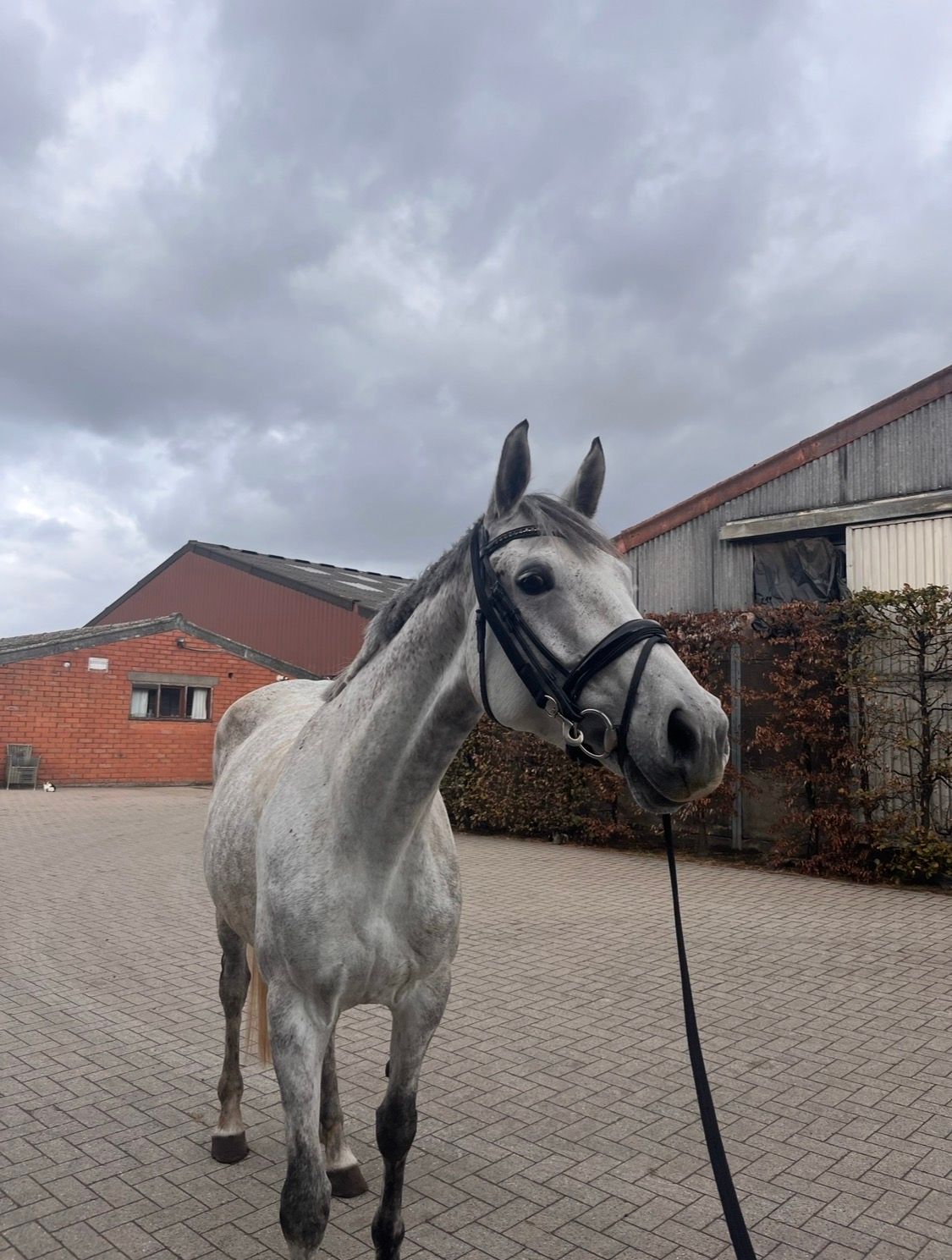 bwp springpaard merrie 8 Jahre alt schimmel zu verkaufen - Foto 4