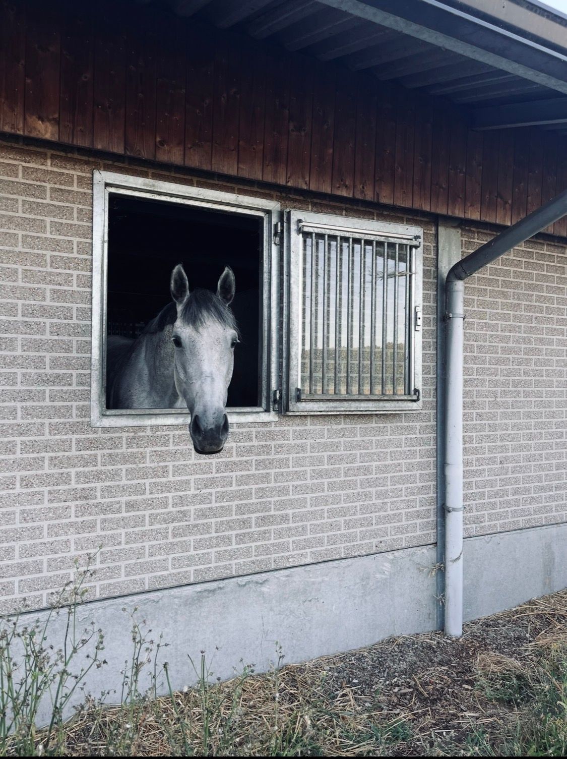 bwp springpaard merrie 8 Jahre alt schimmel zu verkaufen - Foto 2