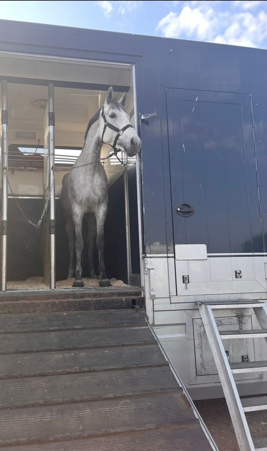 bwp springpaard merrie 8 Jahre alt schimmel zu verkaufen - Foto 3