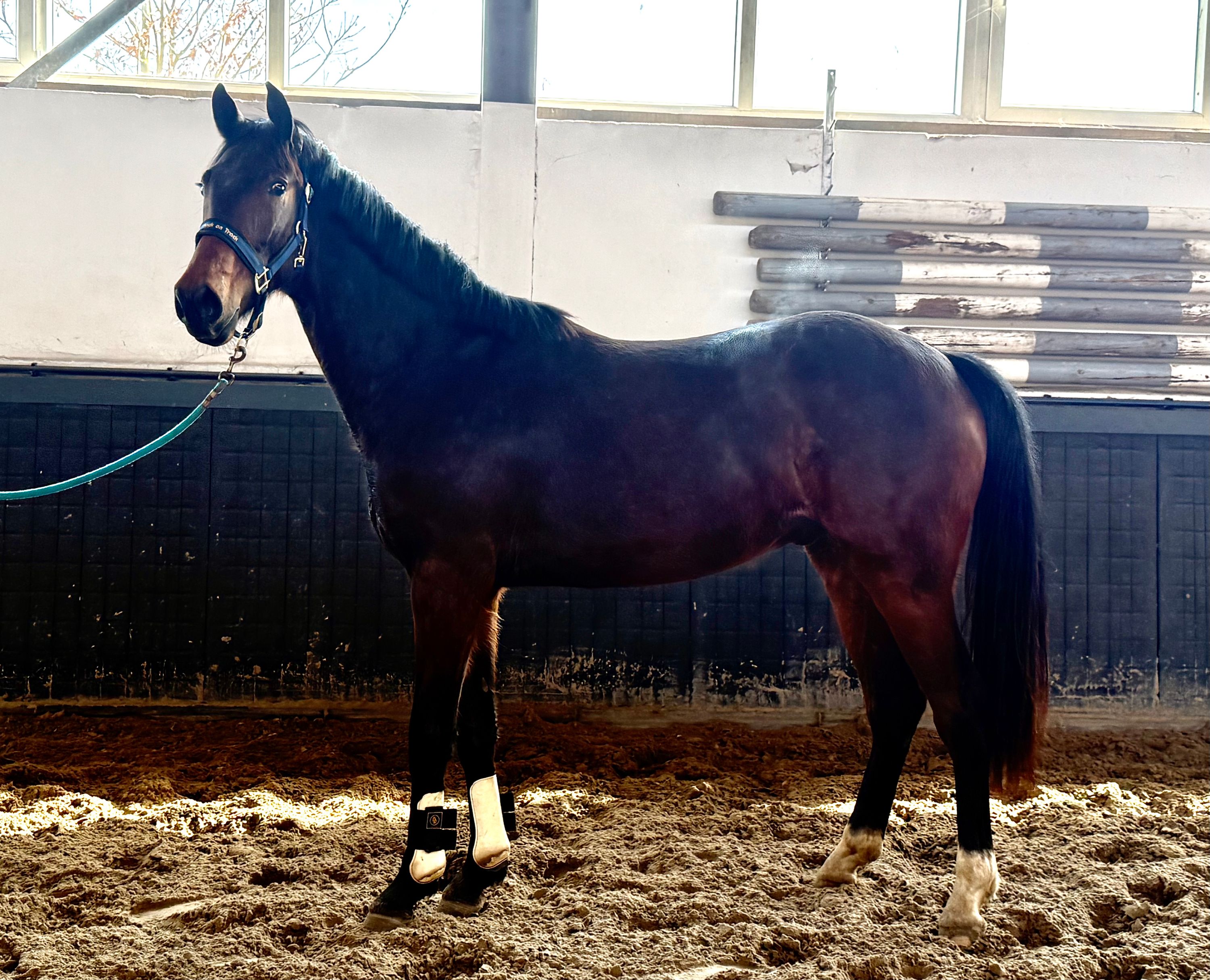 kwpn dressuurpaard ruin 3 years old kastanje for sale - Photo 6