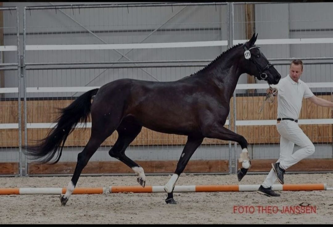 Beautiful black mare
