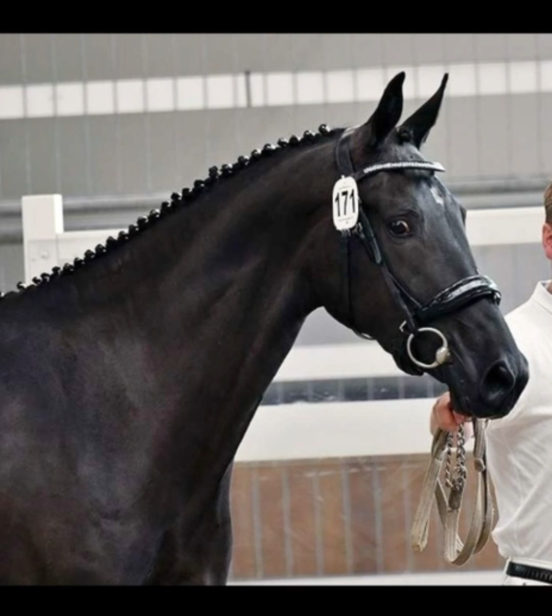 kwpn dressuurpaard merrie 5 years old zwart for sale - Photo 2
