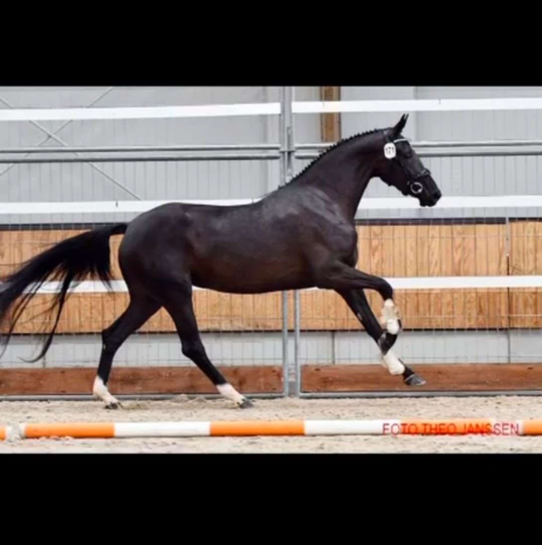 kwpn dressuurpaard merrie 5 years old zwart for sale - Photo 3