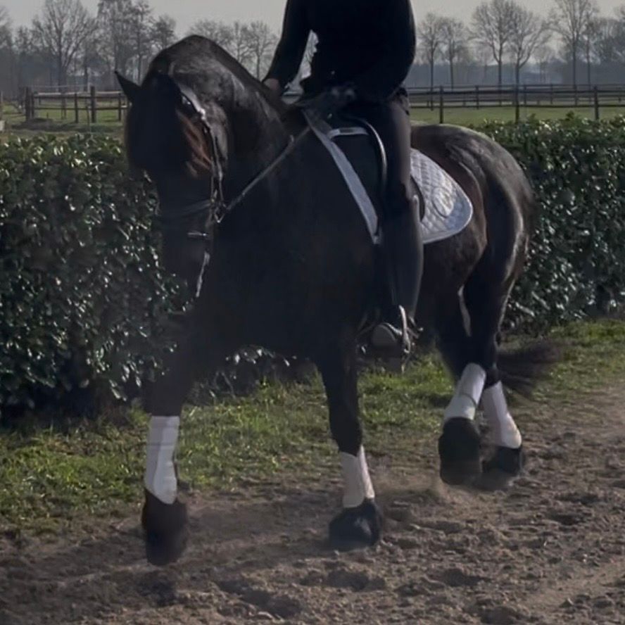 dressuurpaard merrie 10 ans zwart à vendre - Photo 2