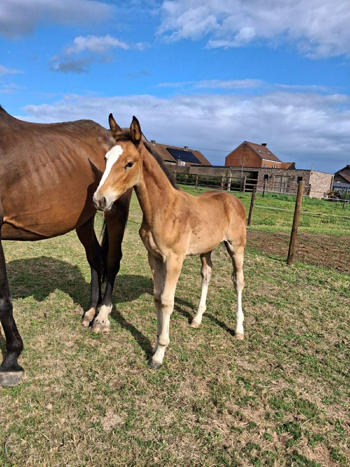 zangersheide springpaard merrie 1 years old vos for sale - Main photo