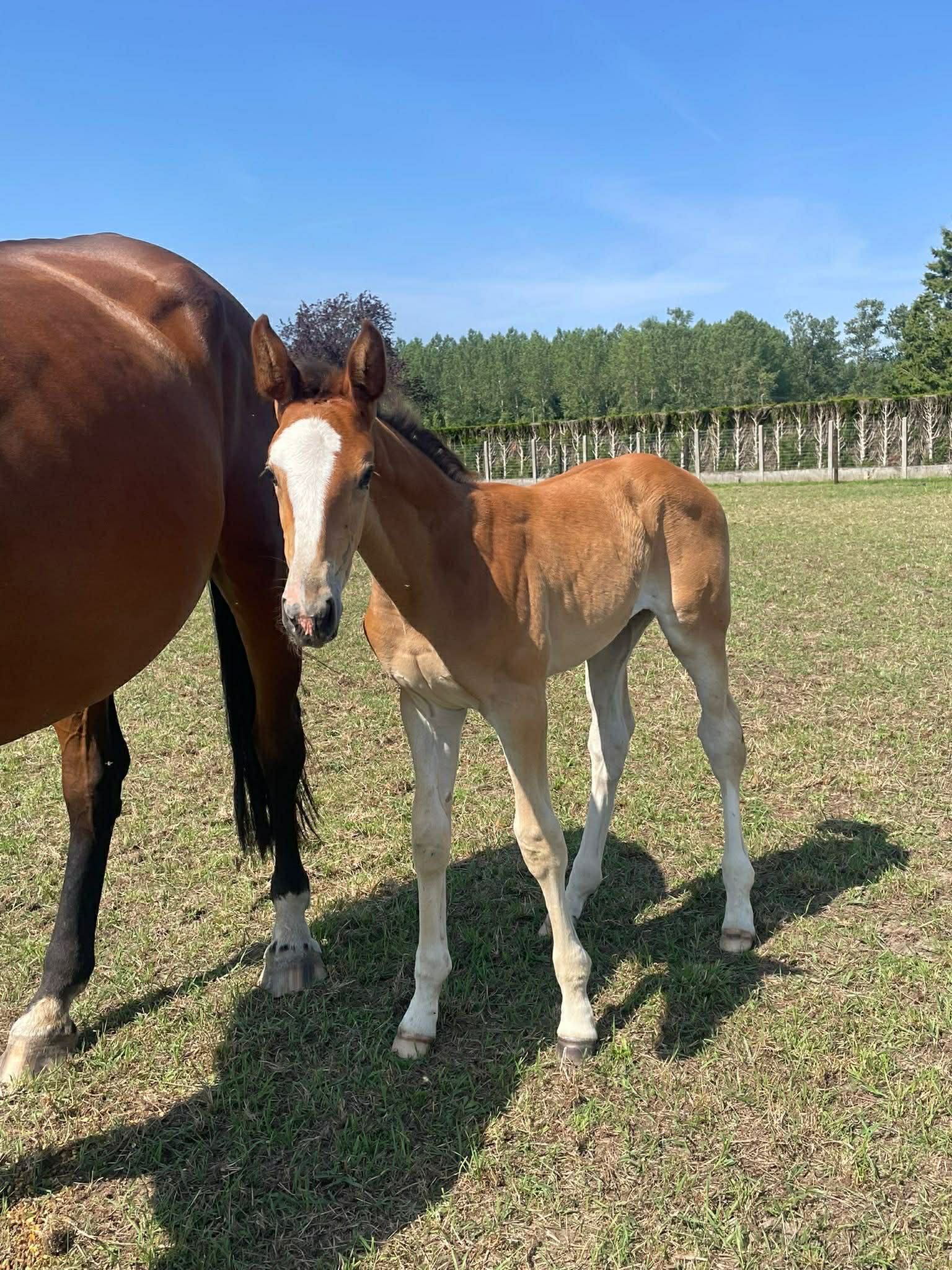zangersheide springpaard merrie 1 years old vos for sale - Photo 2