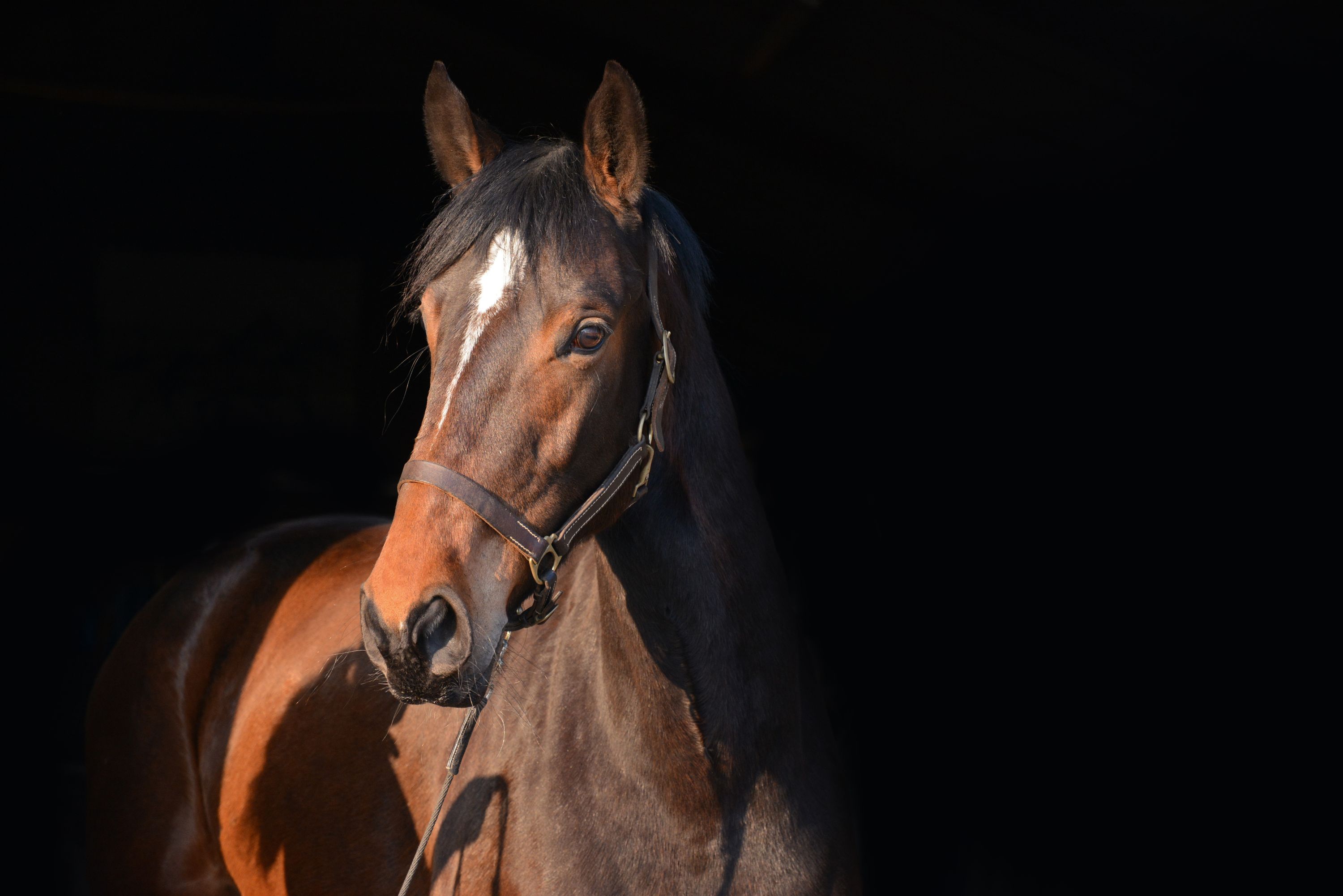 zangersheide springpaard merrie 7 ani donkerbruin de vânzare - Foto 2