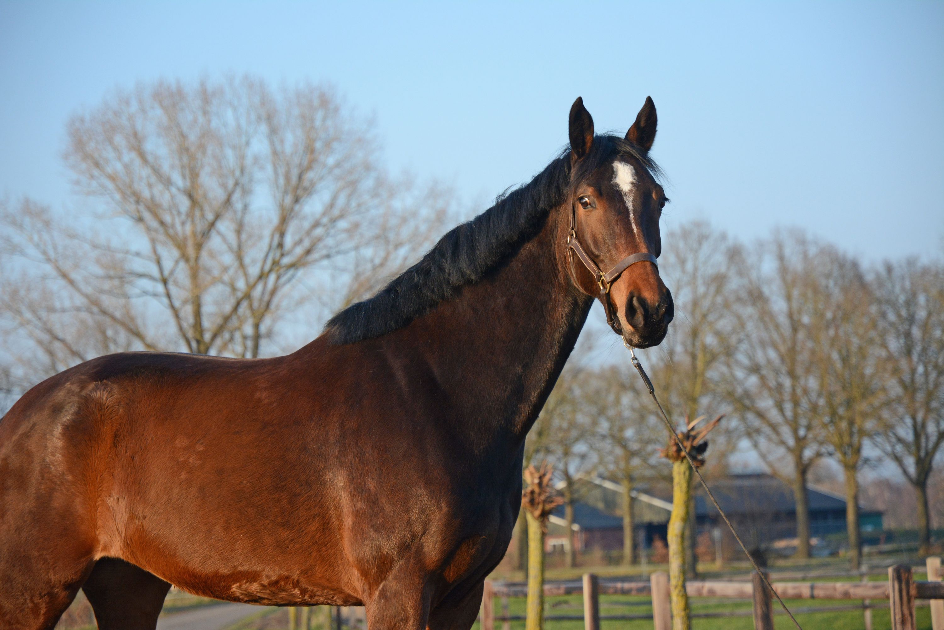 zangersheide springpaard merrie 7 ani donkerbruin de vânzare - Foto 5
