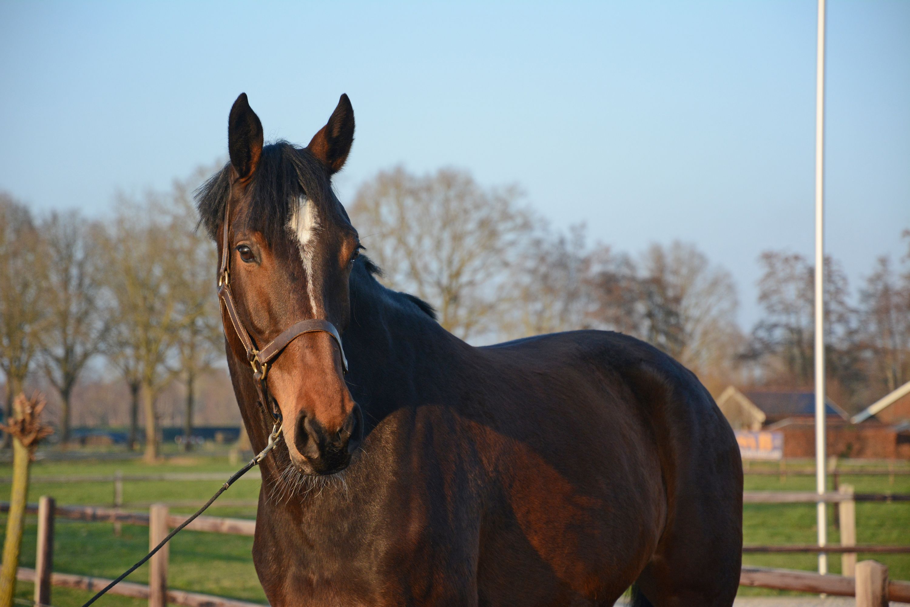 zangersheide springpaard merrie 7 ani donkerbruin de vânzare - Foto 6