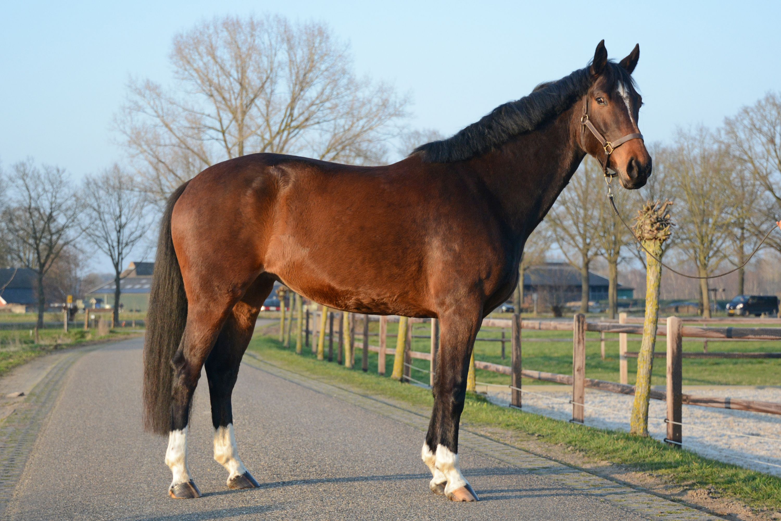 🌟 Zsa Zsa Wish Z Jument de presque 7 ans – Zambesi x Voltaire