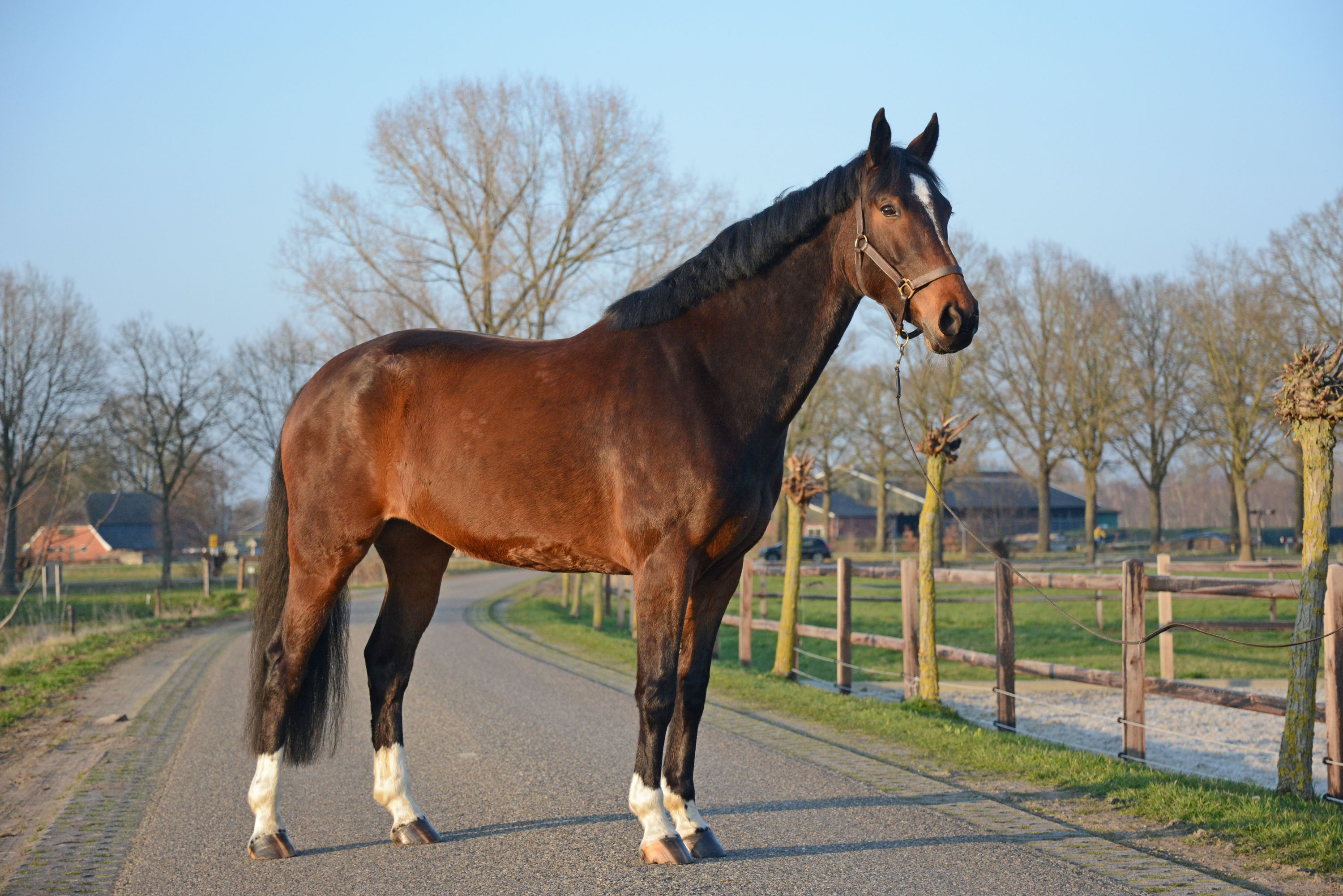 zangersheide springpaard merrie 7 ani donkerbruin de vânzare - Foto 4
