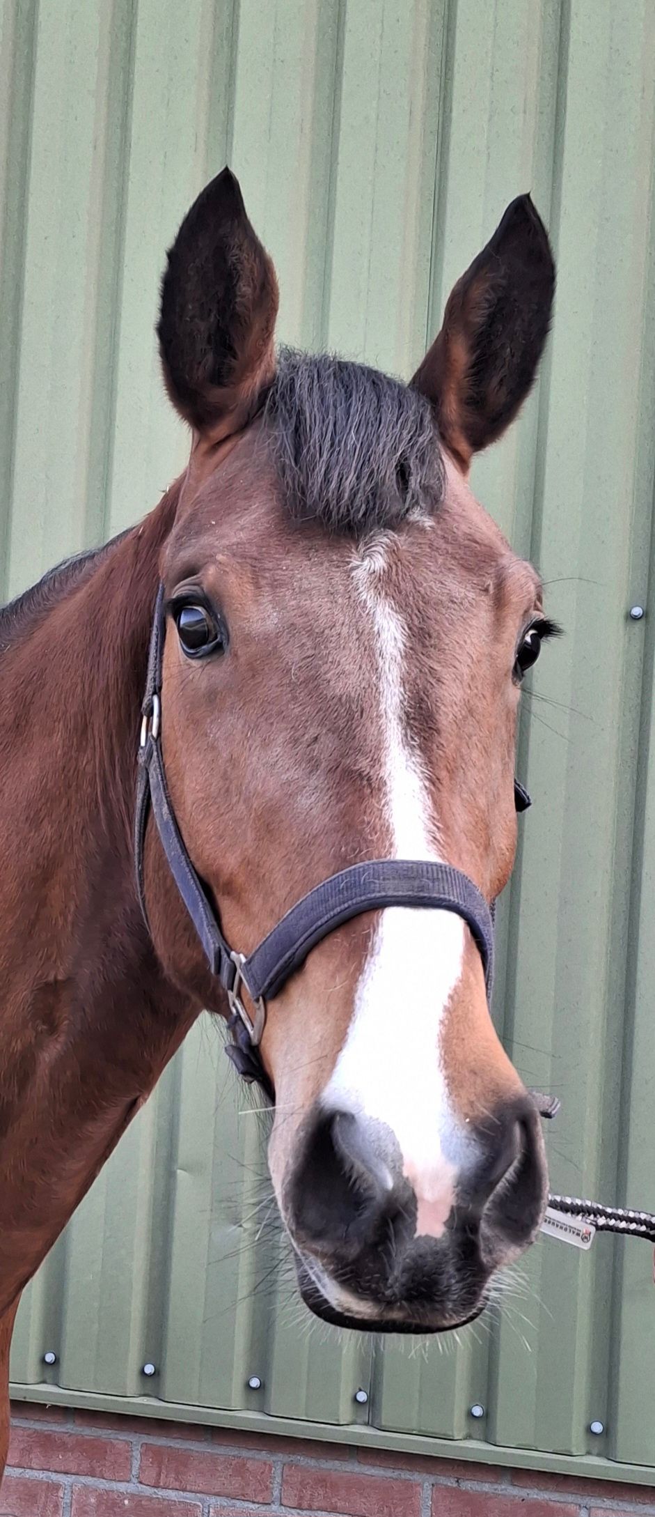 障害飛越用馬 4歳