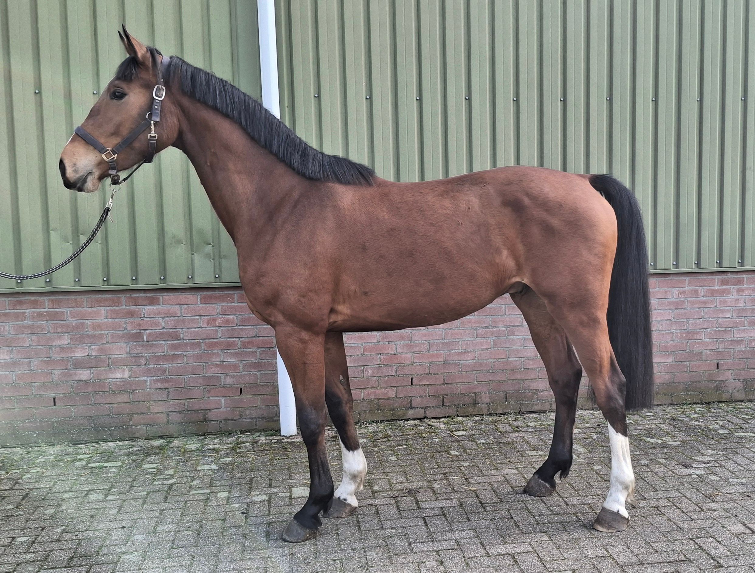 kwpn springpaard ruin 4 歳 bruin 売り出し中 - 写真 2