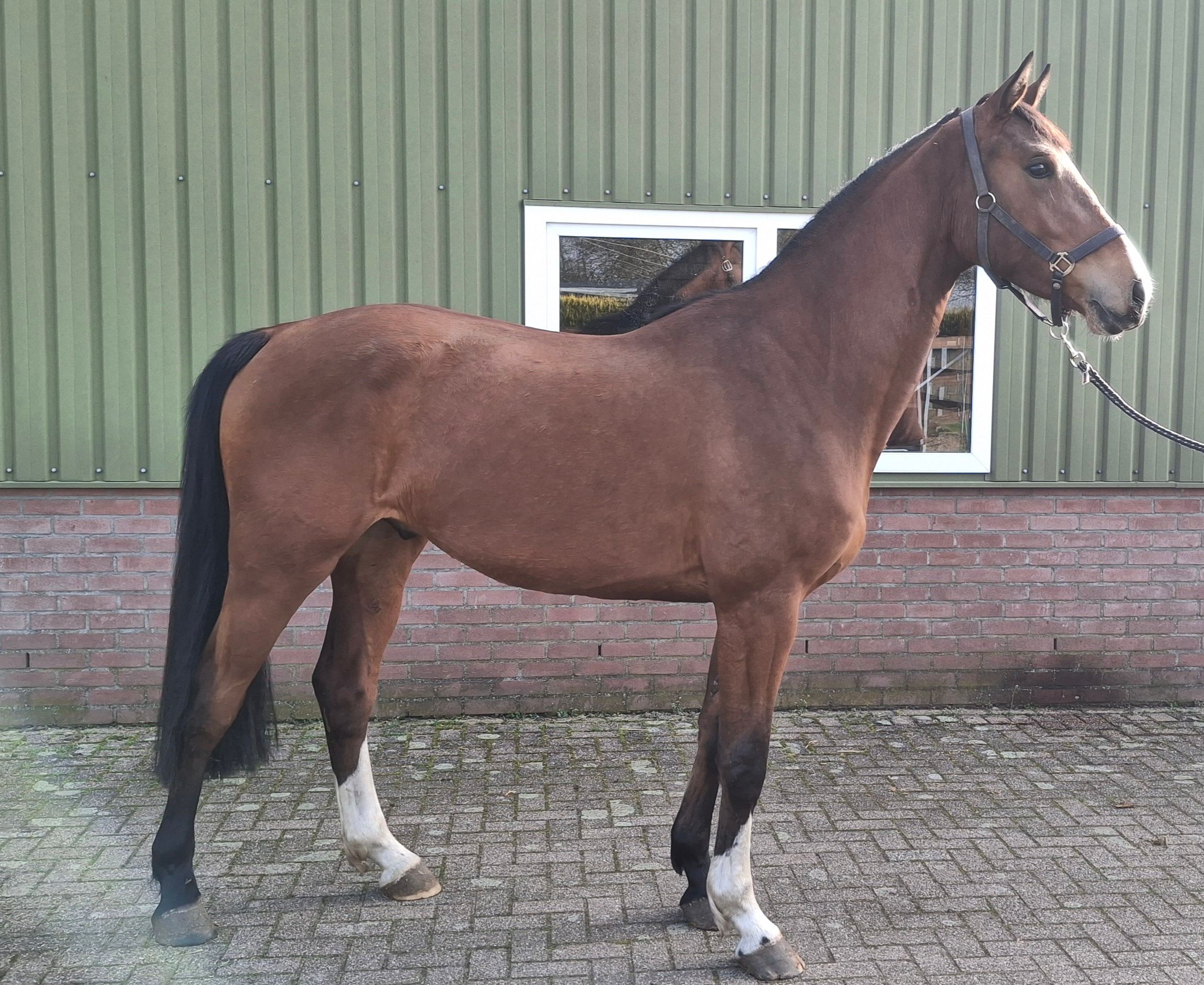kwpn springpaard ruin 4 歳 bruin 売り出し中 - 写真 3