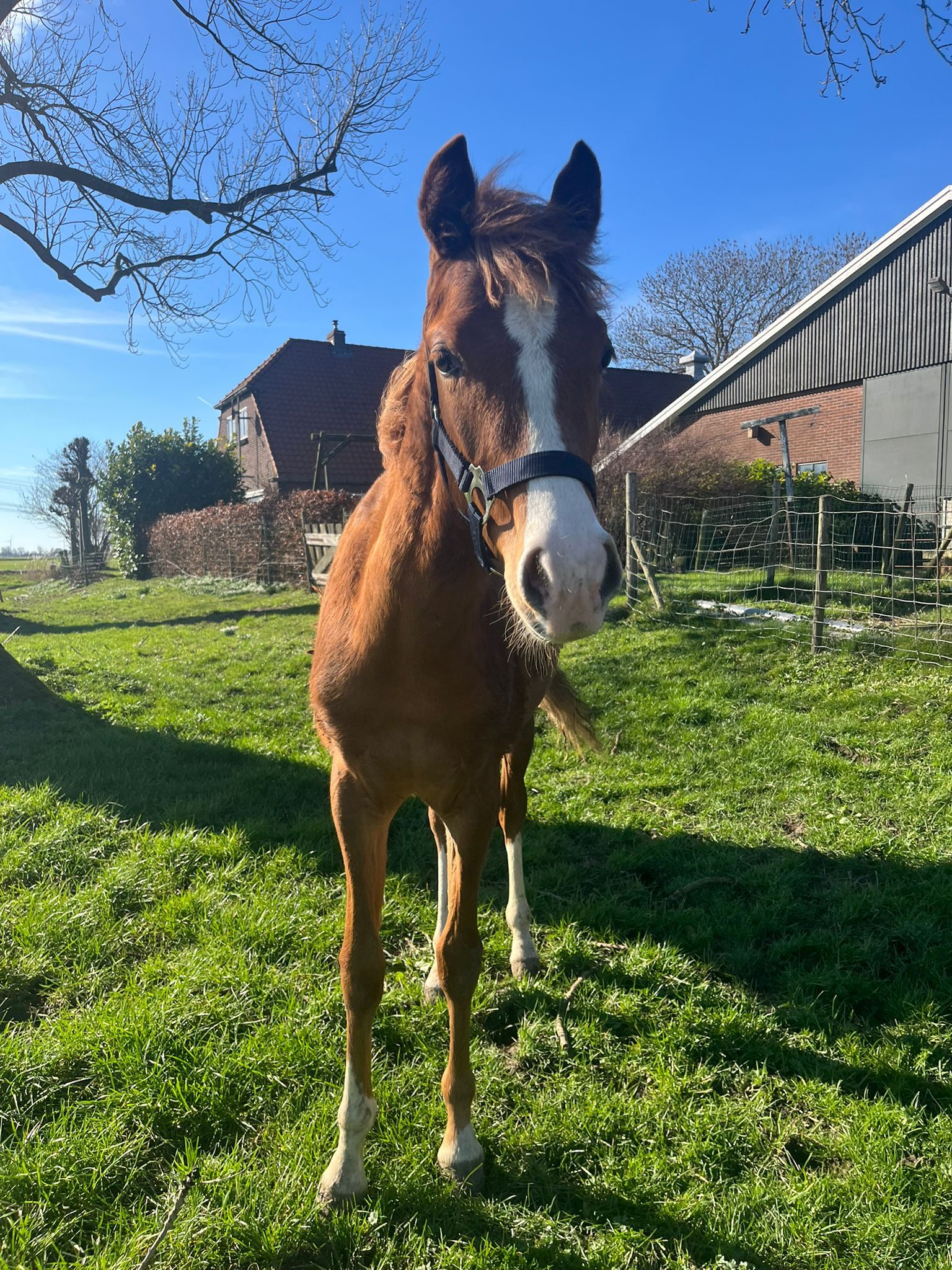 Welsh allround-pony Hengst Vos te koop - Foto 4
