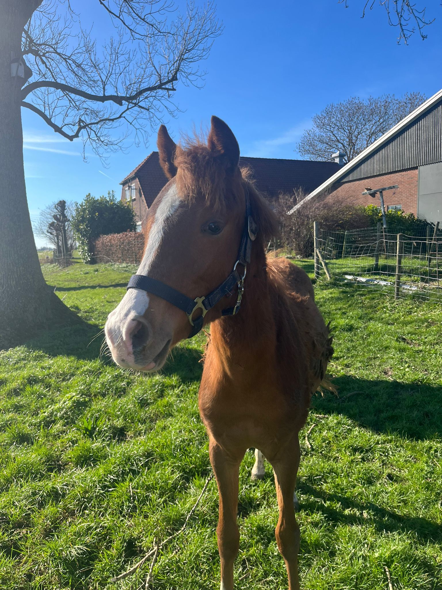 Welsh allround-pony Hengst Vos te koop - Foto 5