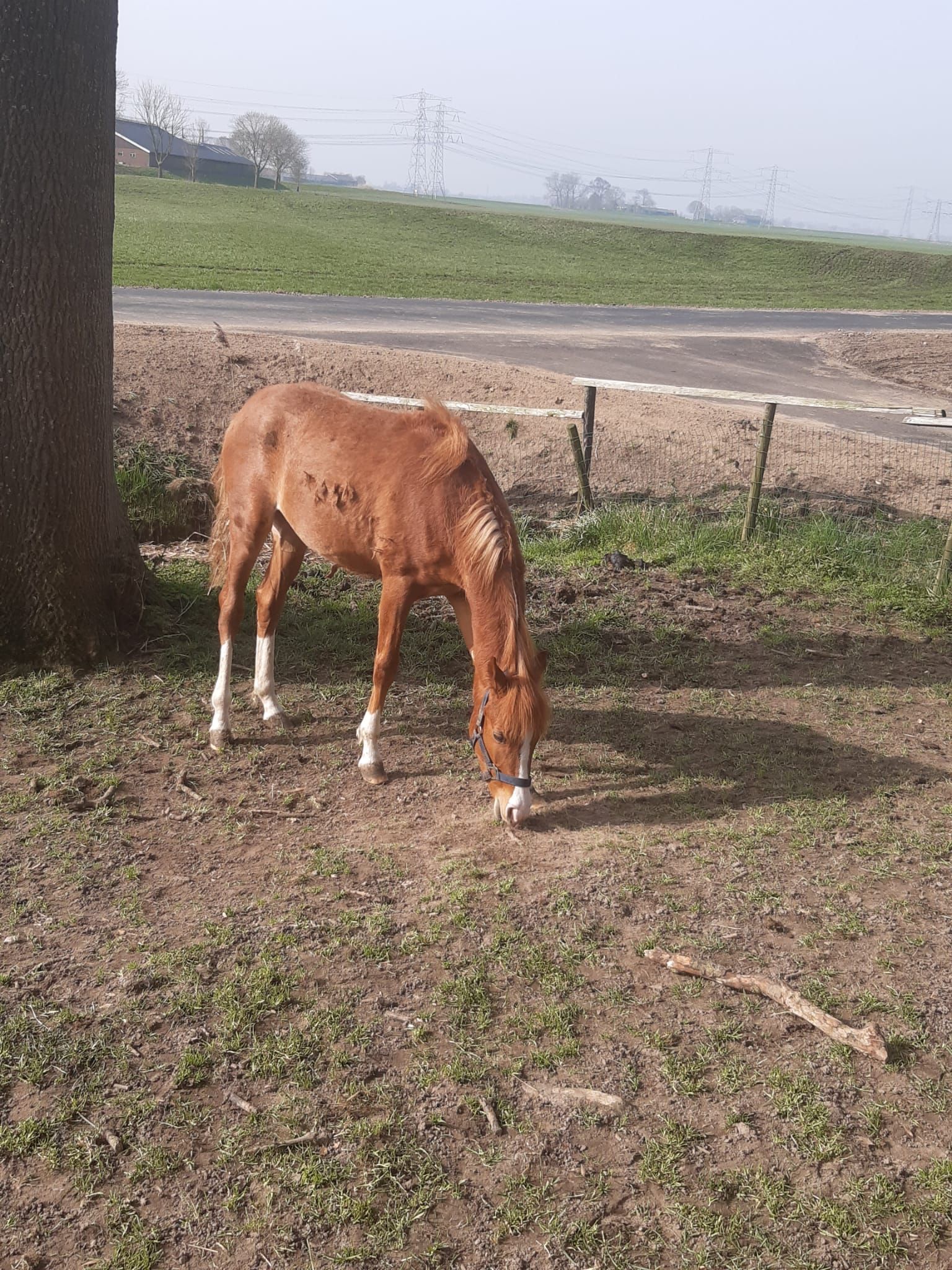 Welsh allround-pony Hengst Vos te koop - Foto 2