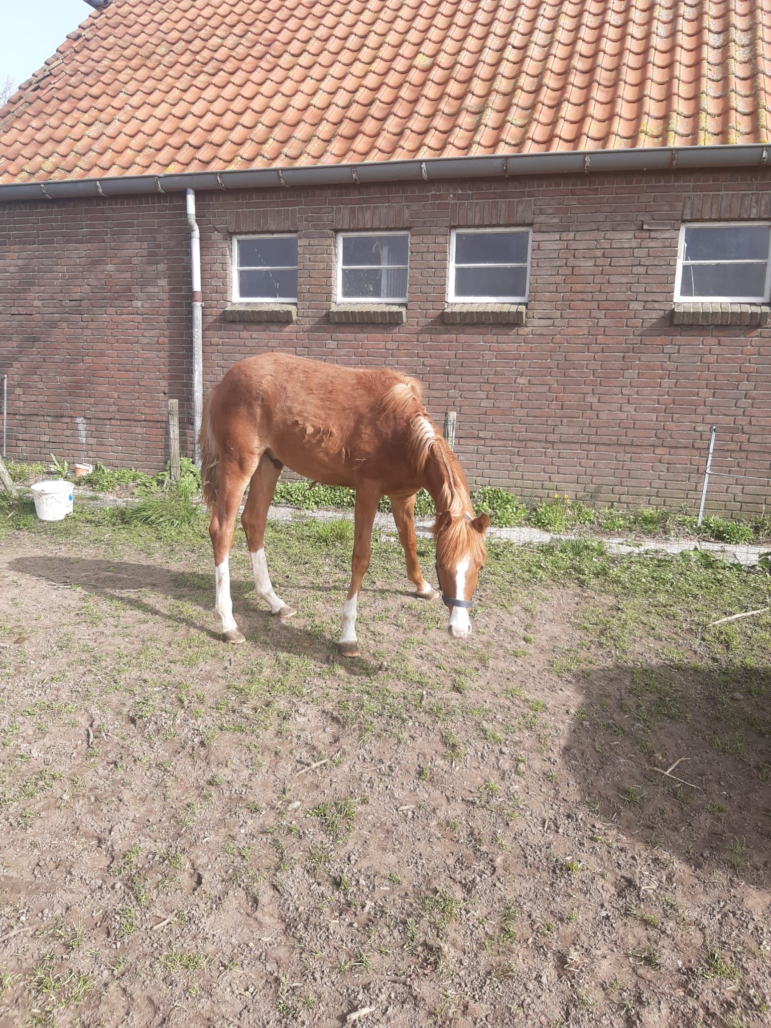 Welsh allround-pony Hengst Vos te koop - Foto 3