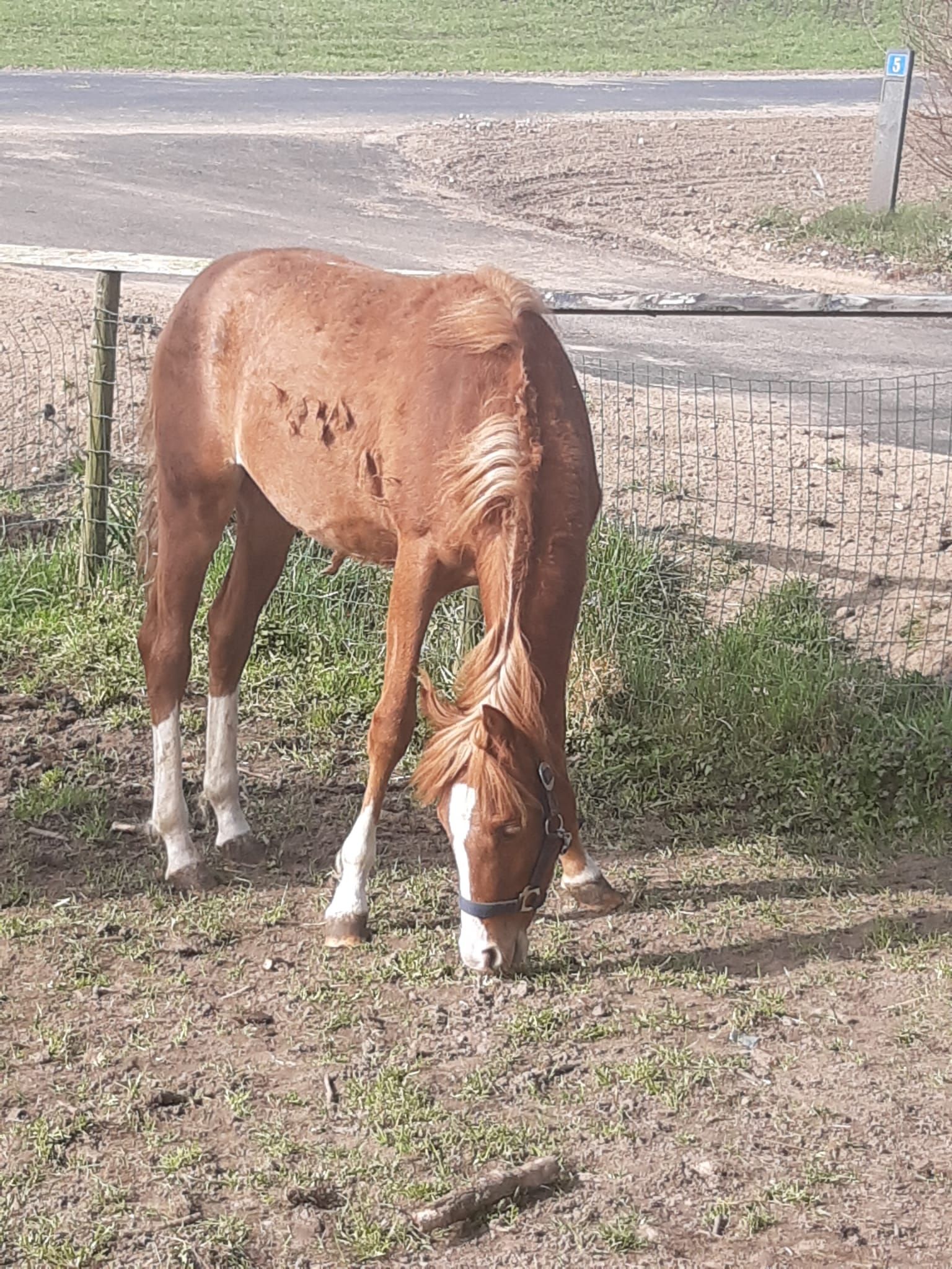 Welsh hengst veulen D pony