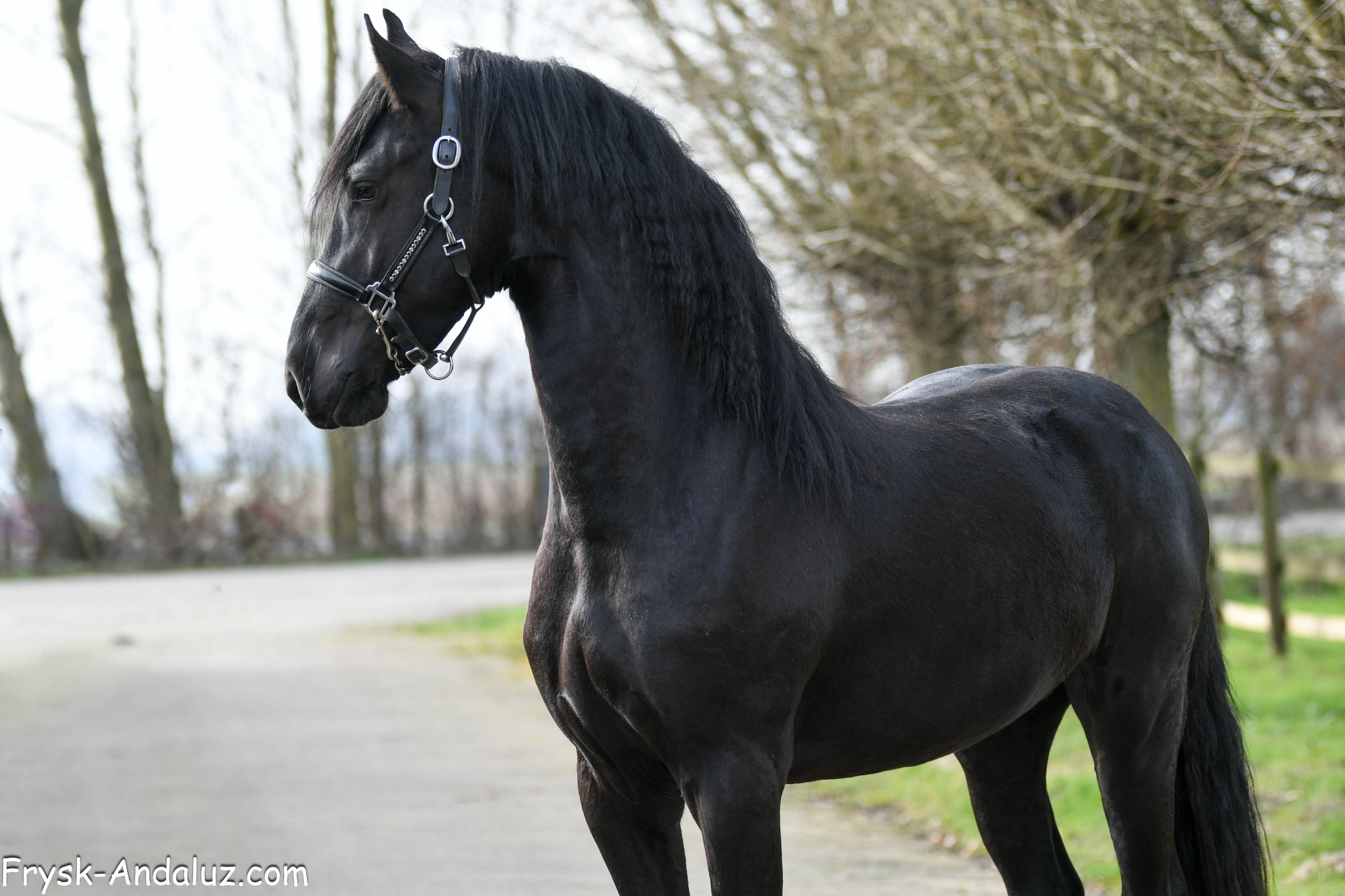 Luxury Friesian stallion Zaffier