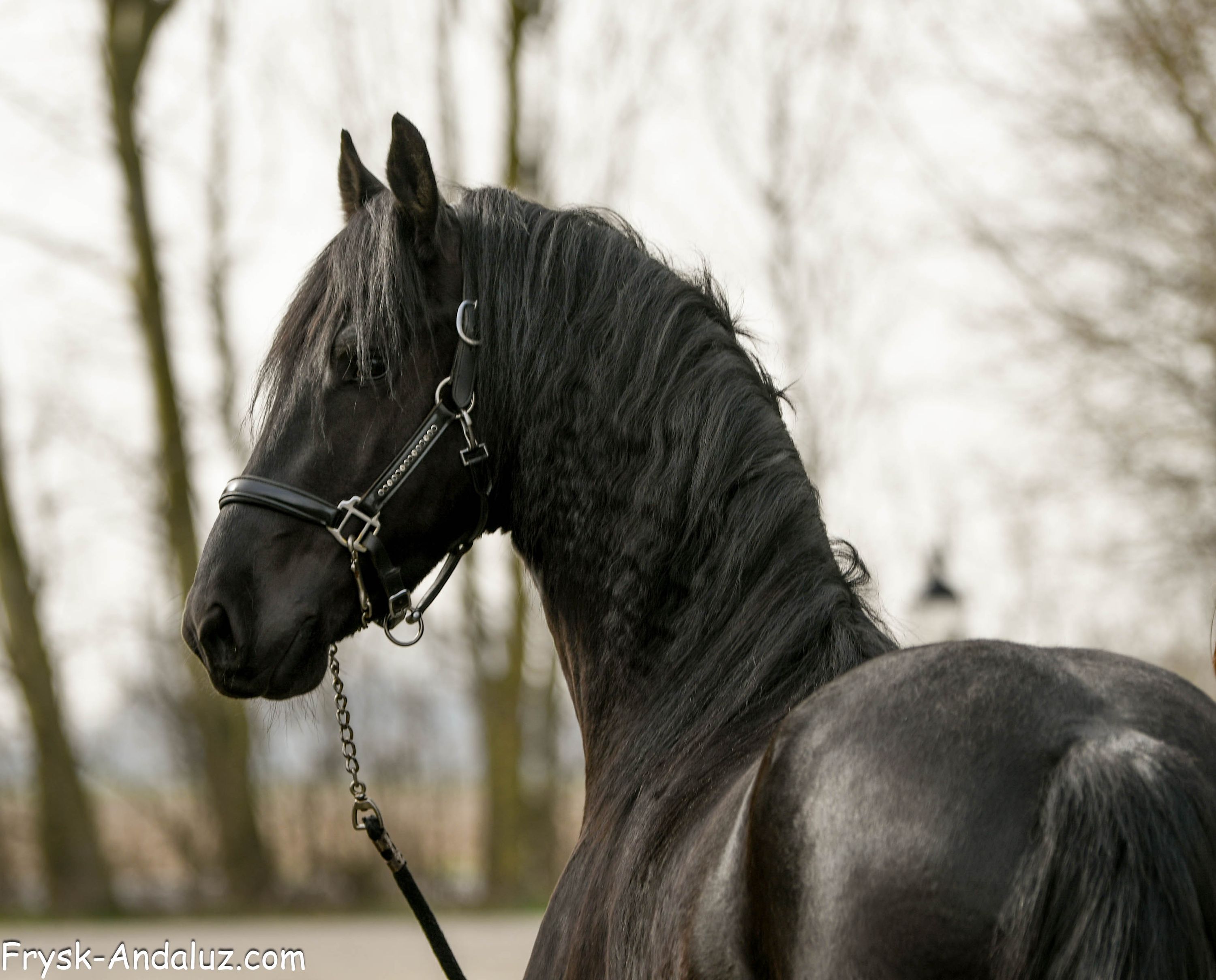 dressuurpaard hengst 3 years old zwart for sale - Photo 2