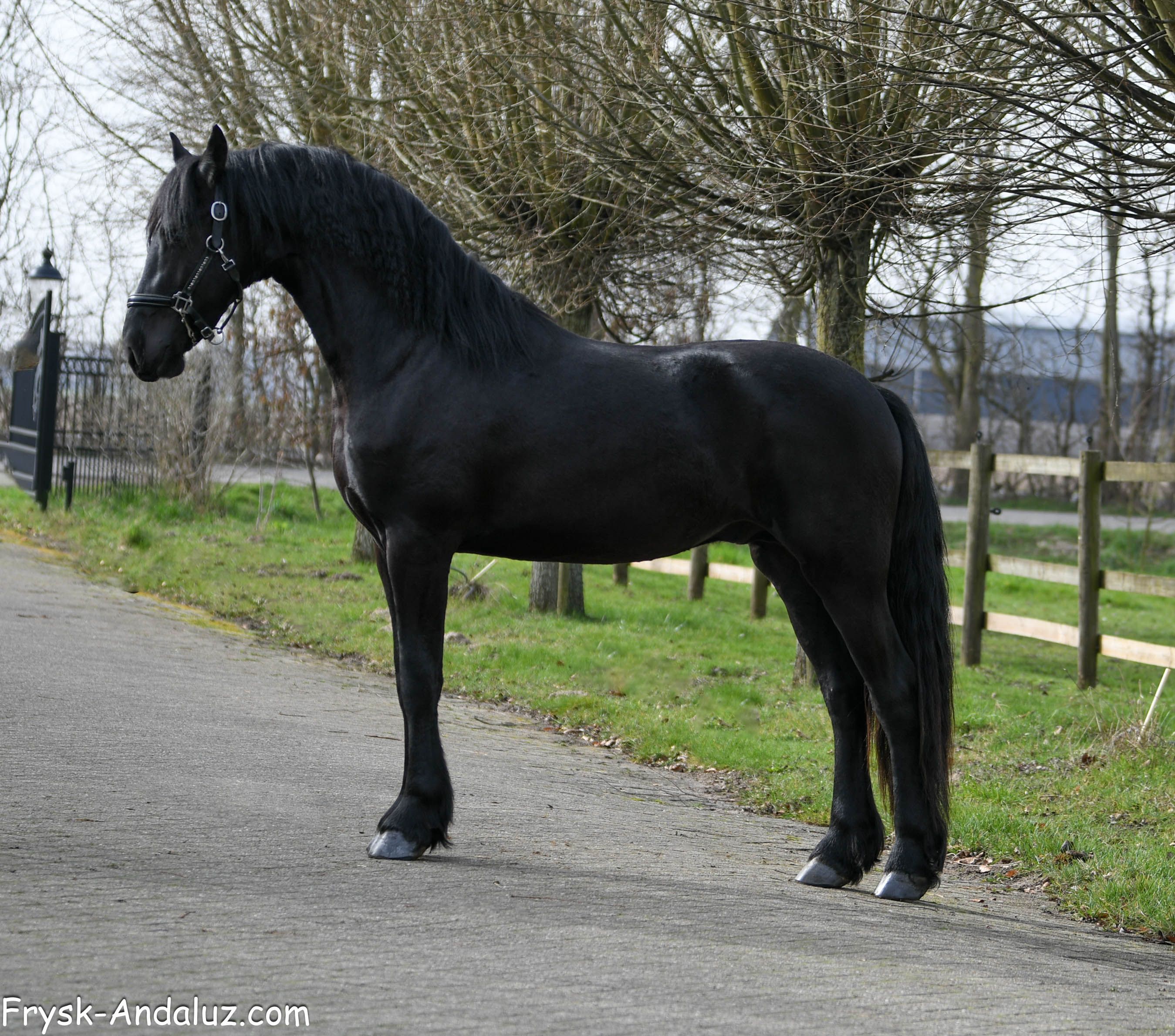 dressuurpaard hengst 3 years old zwart for sale - Photo 3
