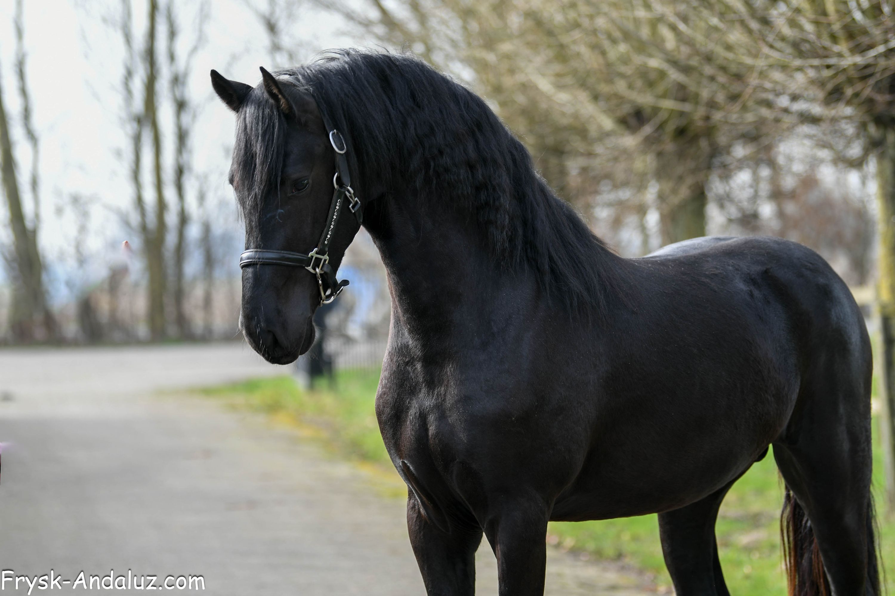 dressuurpaard hengst 3 years old zwart for sale - Photo 4