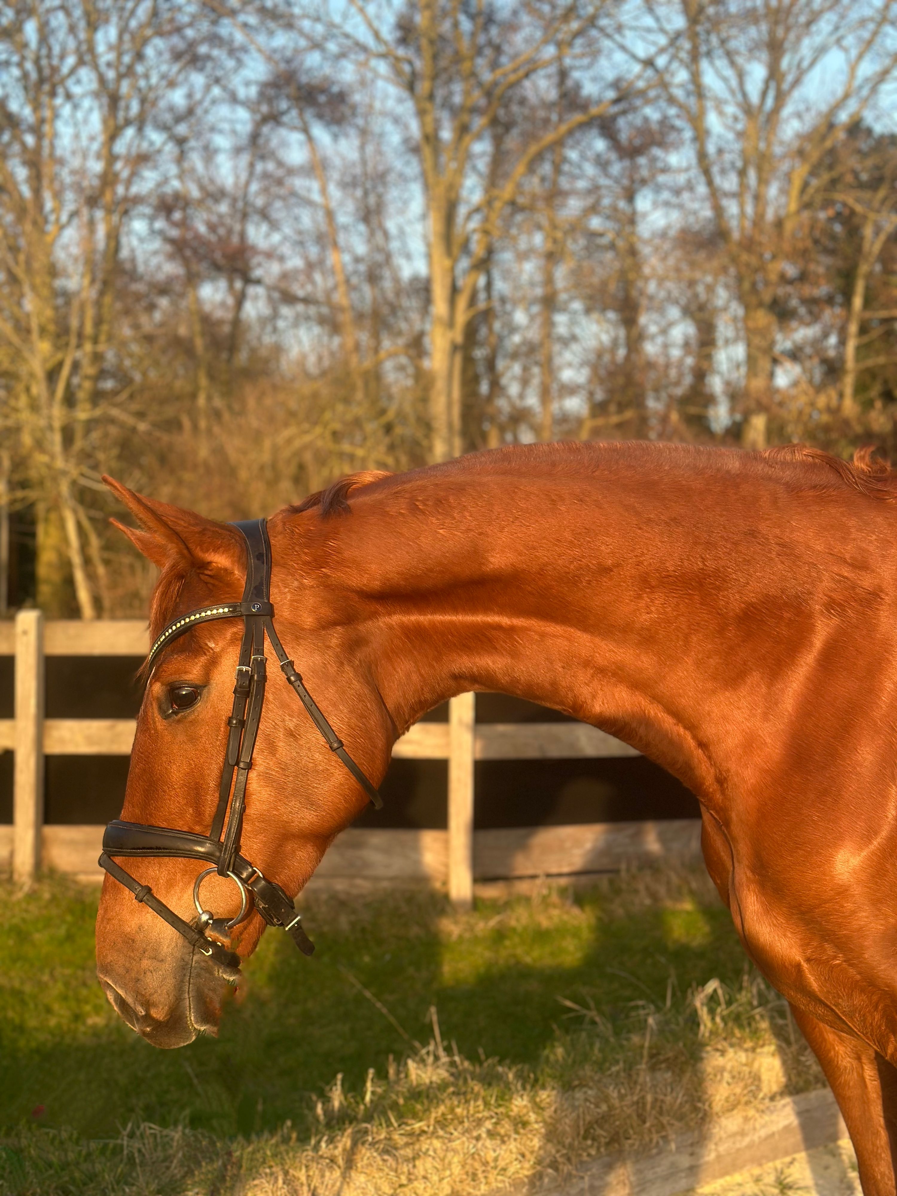 kwpn dressuurpaard merrie 4 years old vos for sale - Main photo