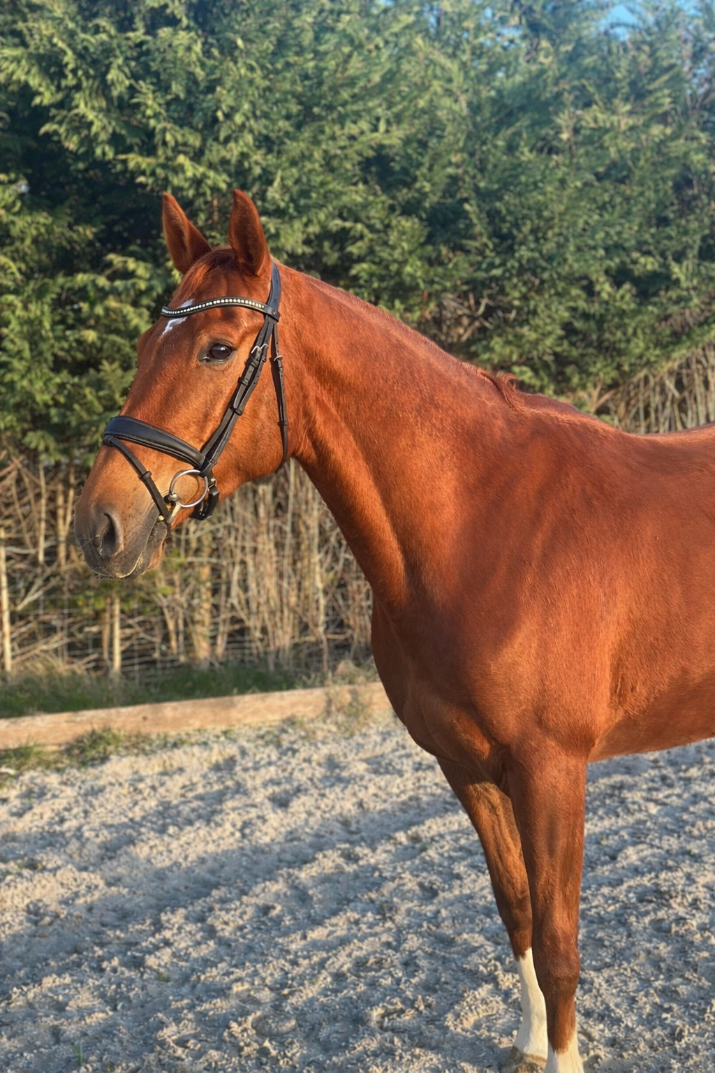 kwpn dressuurpaard merrie 4 years old vos for sale - Photo 3