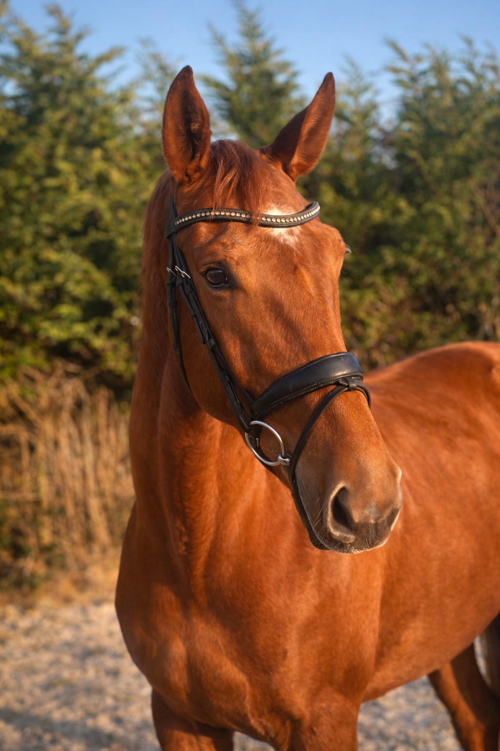 kwpn dressuurpaard merrie 4 years old vos for sale - Photo 2