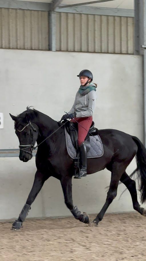 KWPN fokmerrie Merrie 16 jaar Zwart te koop - Foto 6