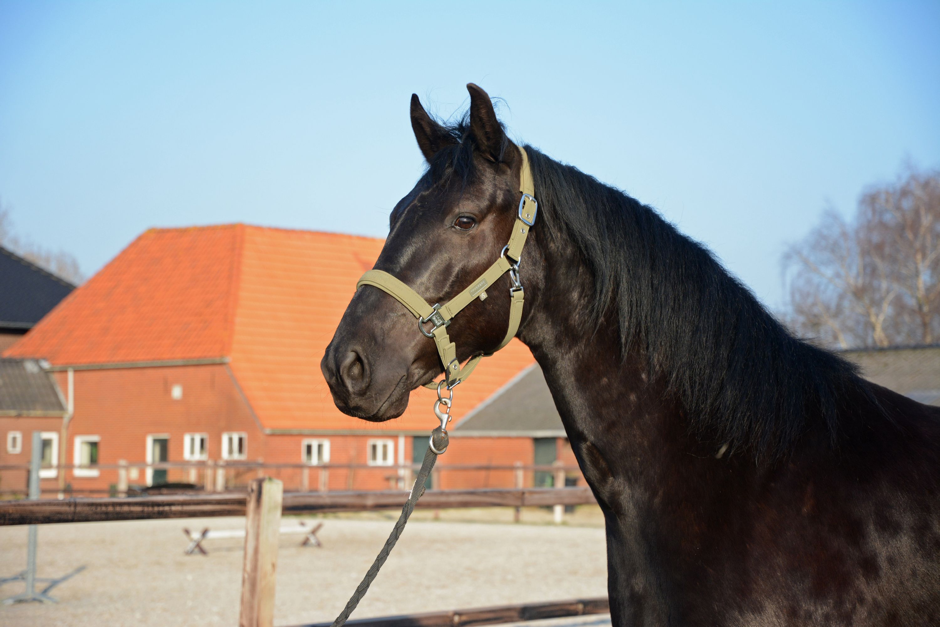 Menorquin dressuurpaard ruin 6 Jahre alt zwart zu verkaufen - Foto 6