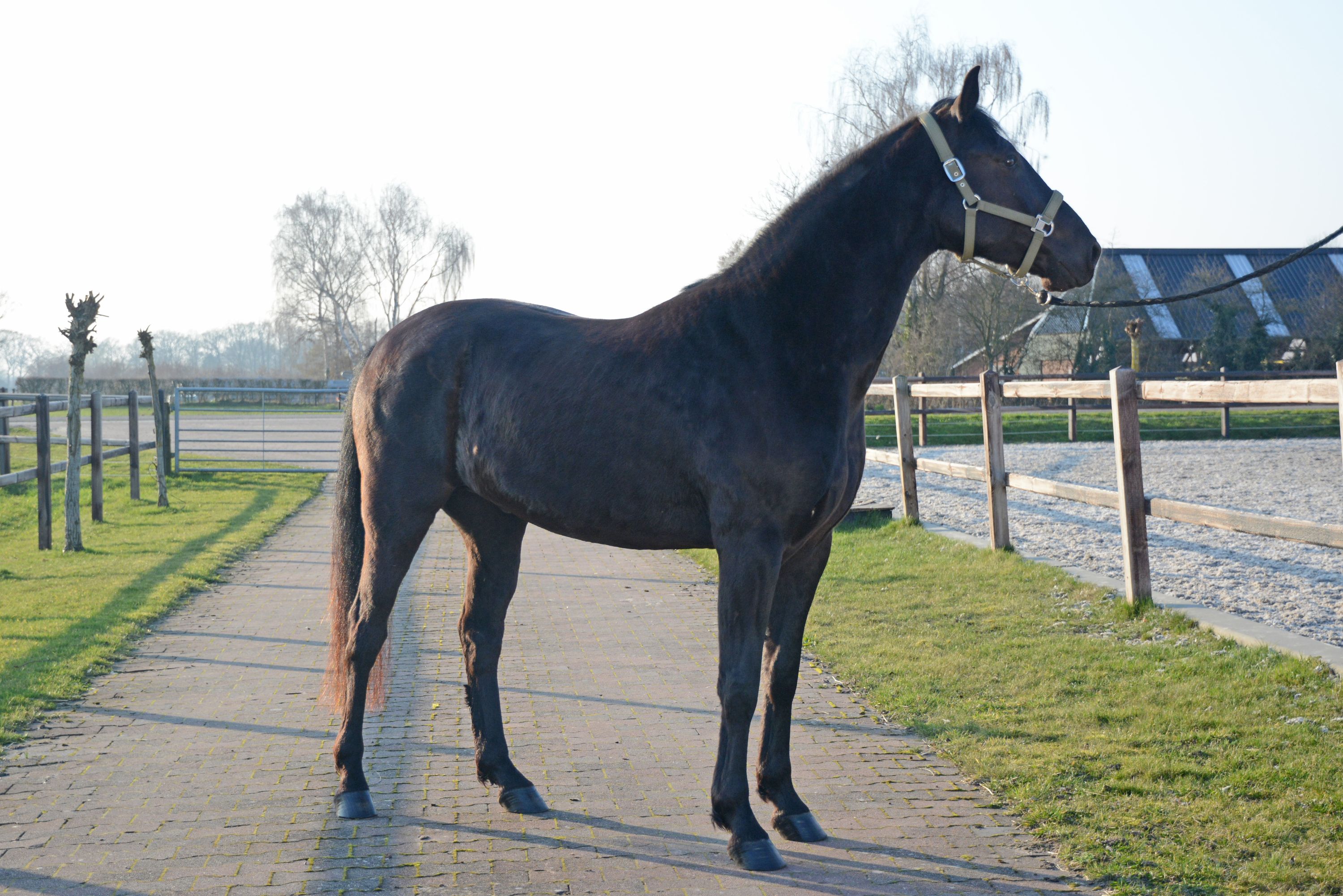 Menorquin dressuurpaard ruin 6 Jahre alt zwart zu verkaufen - Foto 4