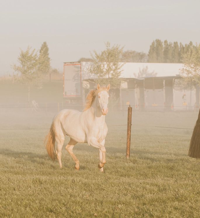 bwp allround-pony merrie 5 years old andere-kleur for sale - Photo 6