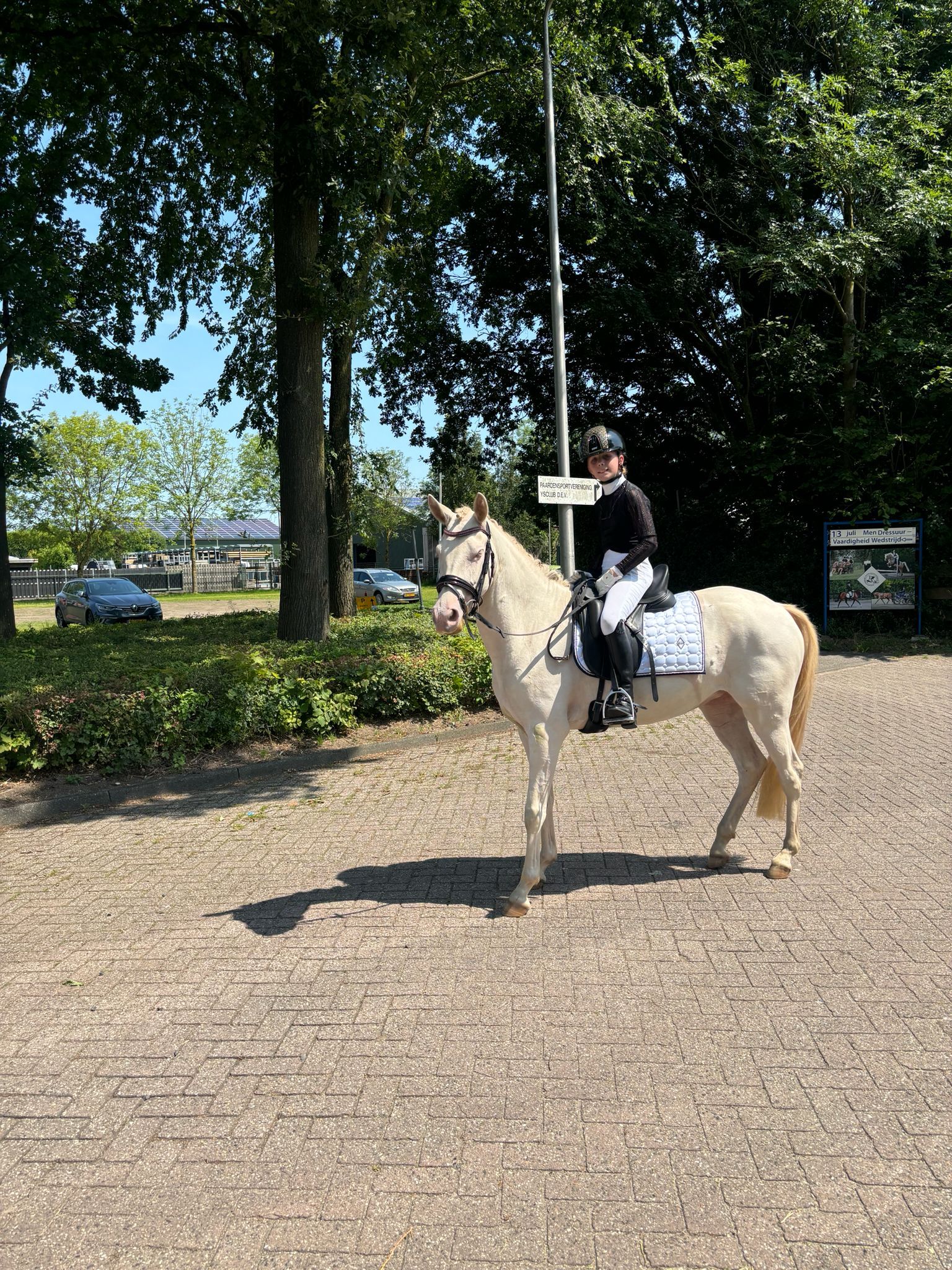 bwp allround-pony merrie 5 years old andere-kleur for sale - Photo 2