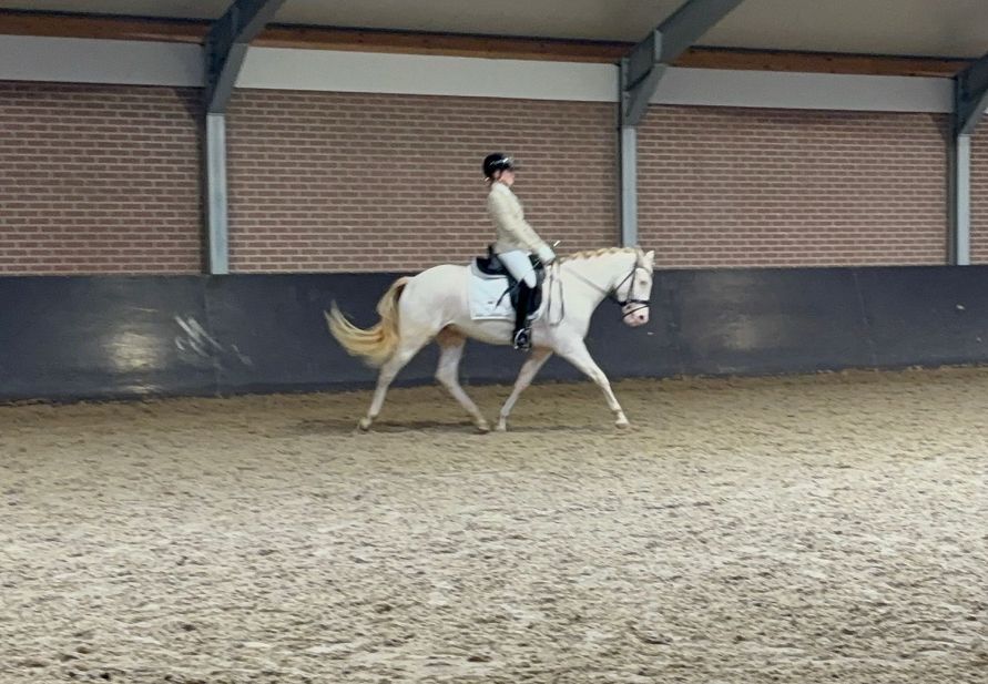 bwp allround-pony merrie 5 years old andere-kleur for sale - Photo 3