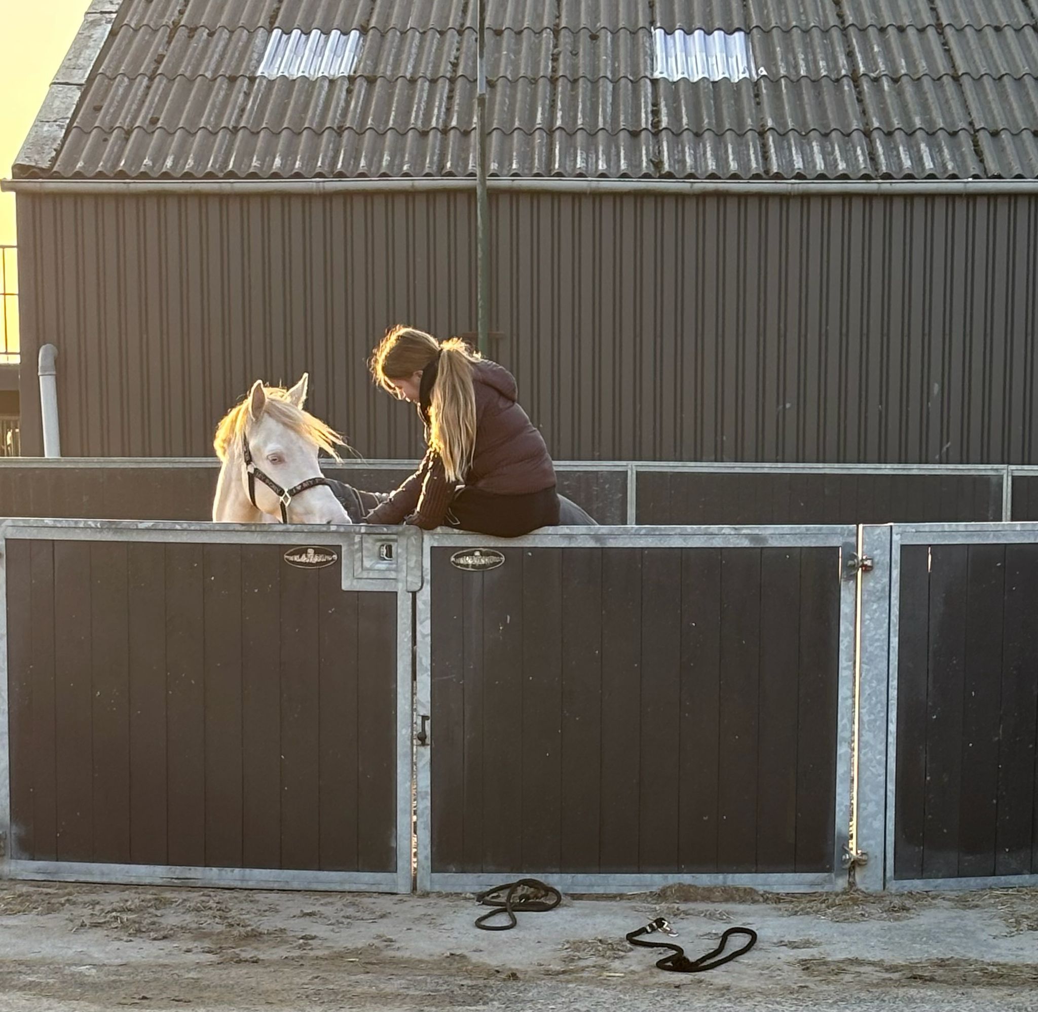 bwp allround-pony merrie 5 years old andere-kleur for sale - Photo 5