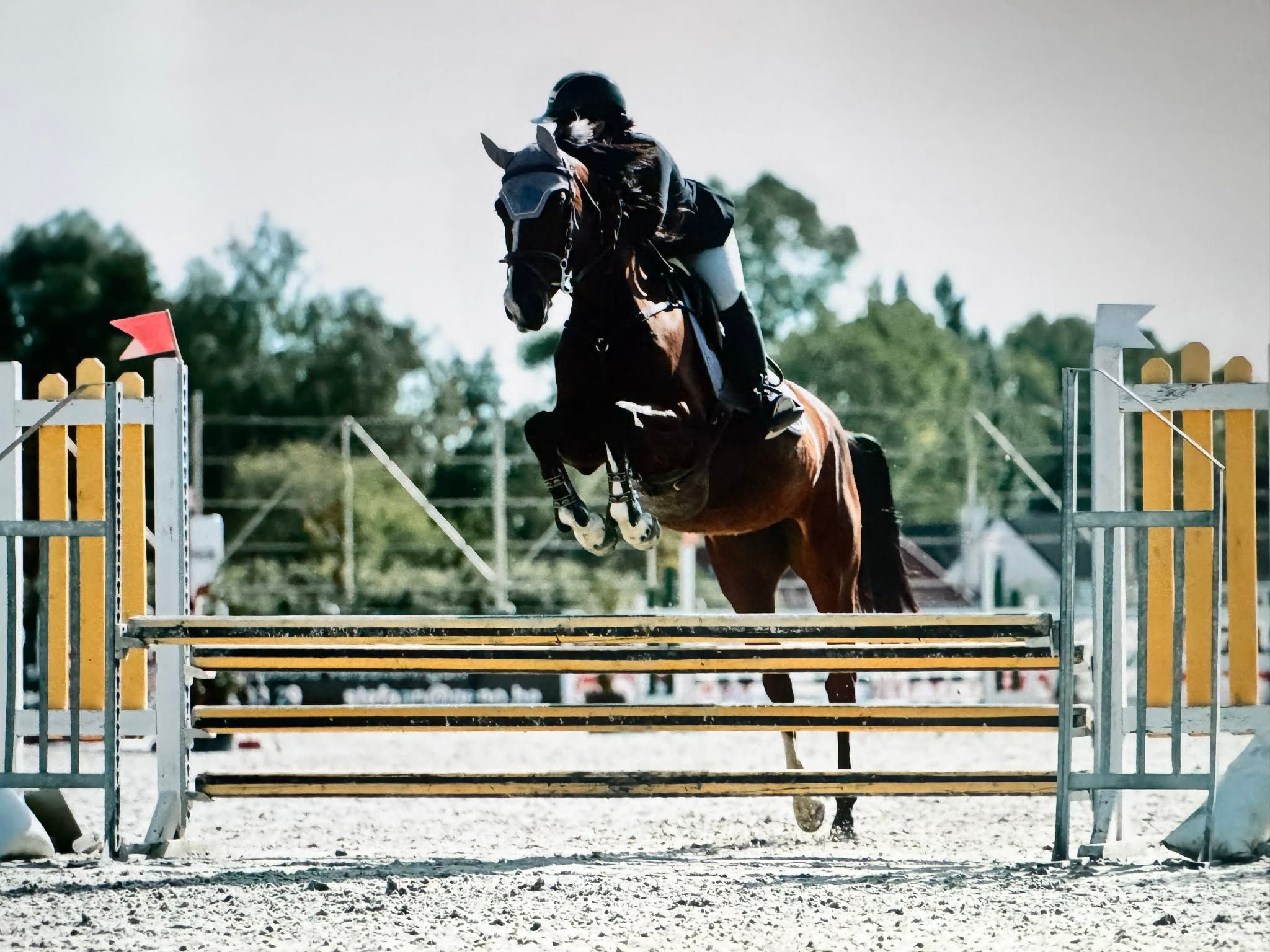 bwp springpony merrie 5 years old bruin for sale - Photo 2
