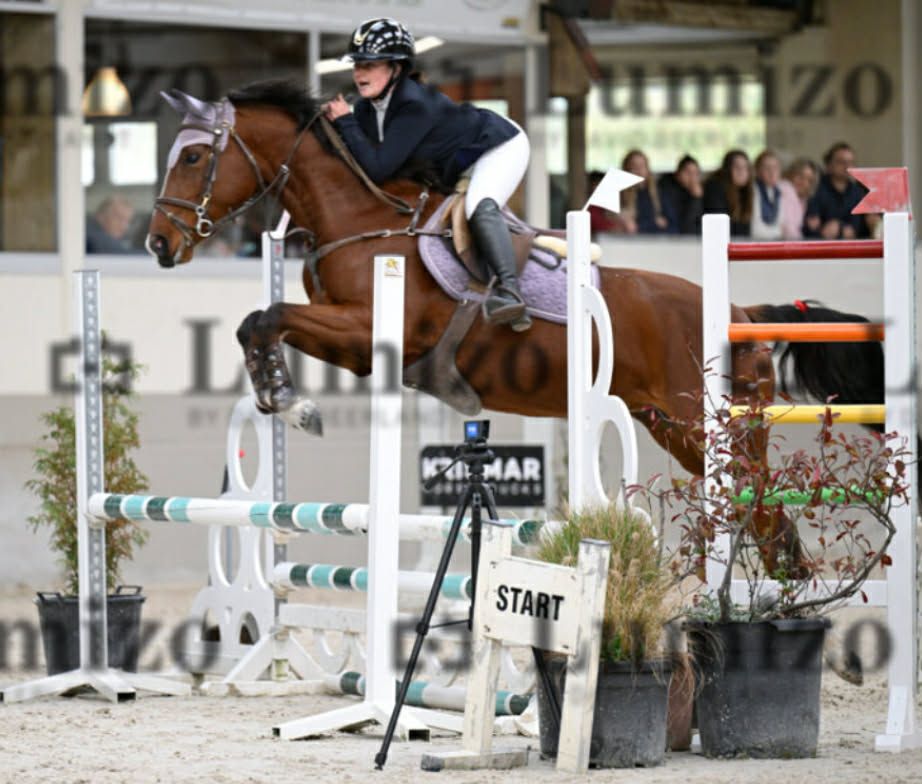 bwp springpony merrie 5 years old bruin for sale - Photo 3